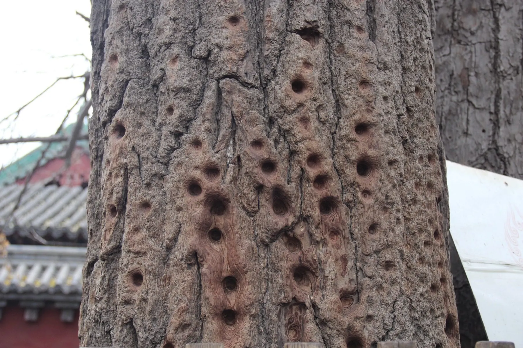 Holes bored clean through the bark of a Shaolin courtyard tree by generations of finger-strike training